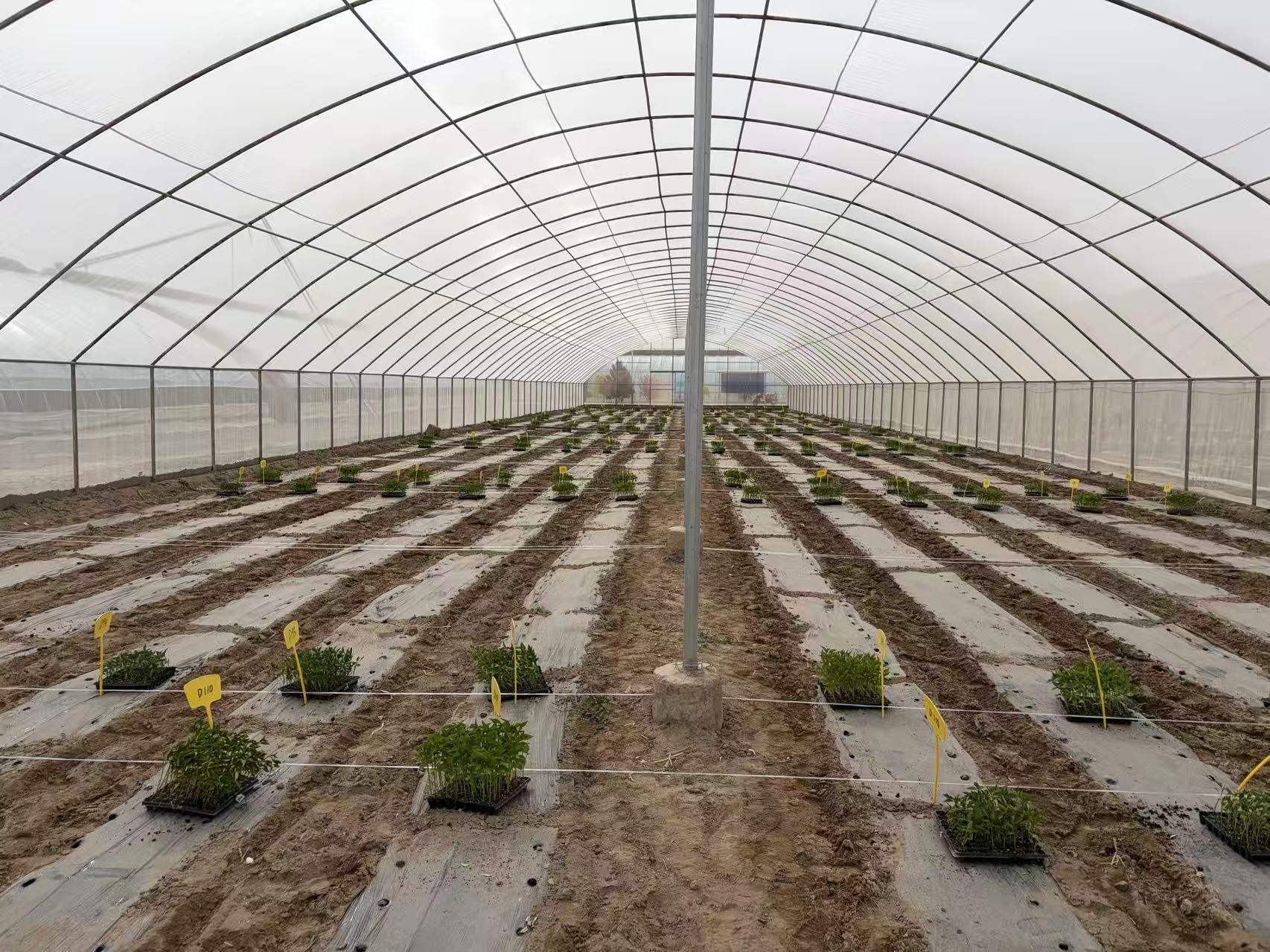 亚盛农业研究院顺利完成辣椒种质资源圃定植工作